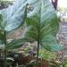 Perene: ARUM ITALICUM - Beli kozlac, slika2